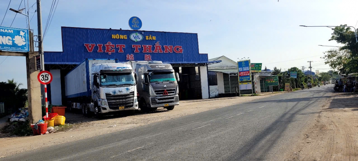 Các doanh nghiệp kinh doanh trái sầu riêng tại xã Ngũ Hiệp, tỉnh Đồng Tháp mở cửa để nhập hàng