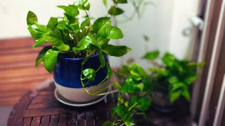 Trầu bà leo là loại cây cảnh càng chăm tưới càng nhanh chết. (Ảnh: Terrari)