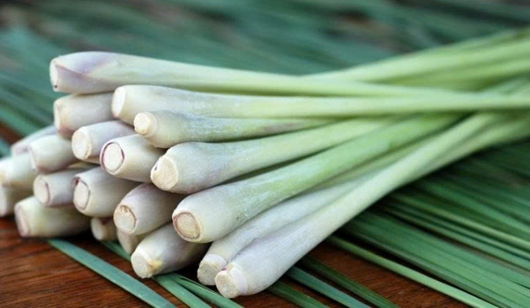 Sả là loại thảo dược mang nhiều lợi ích cho sức khỏe