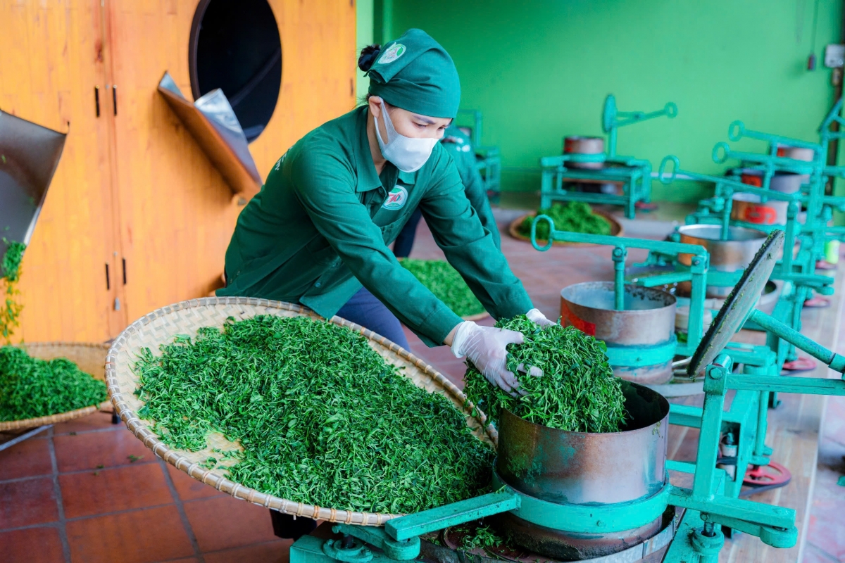 Chè Tân Cương nổi tiếng với danh xưng "Đệ nhất danh trà"