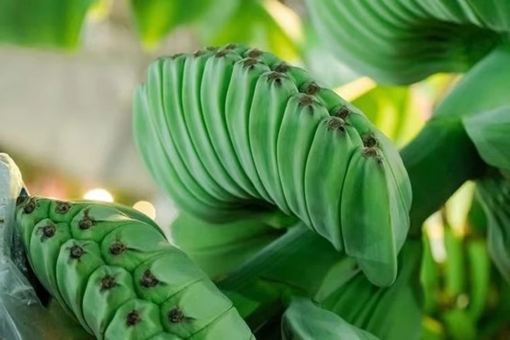 Chuối bàn tay Phật. (Ảnh: Người lao động)