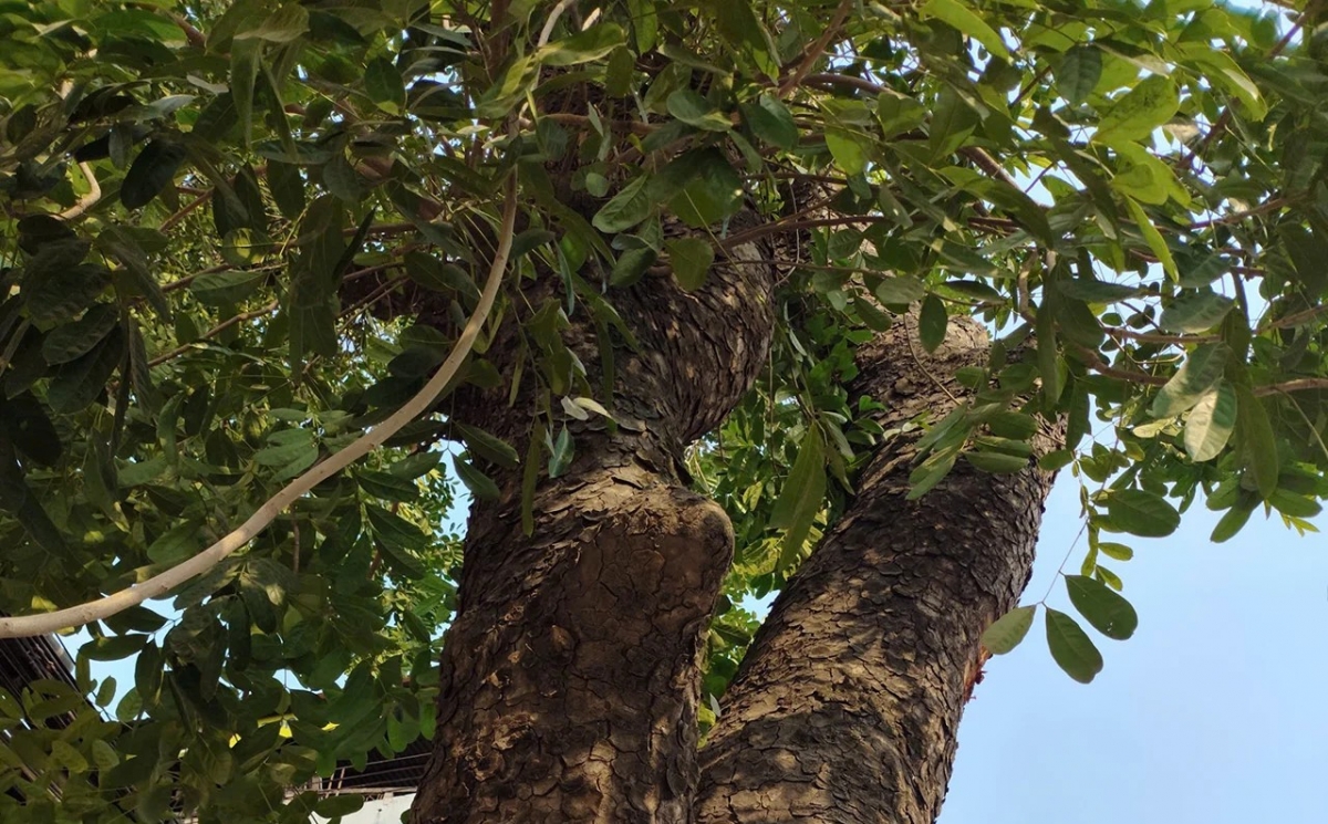 Cây xà cừ còn lại trên Đê La Thành giữa những đổi thay của con phố