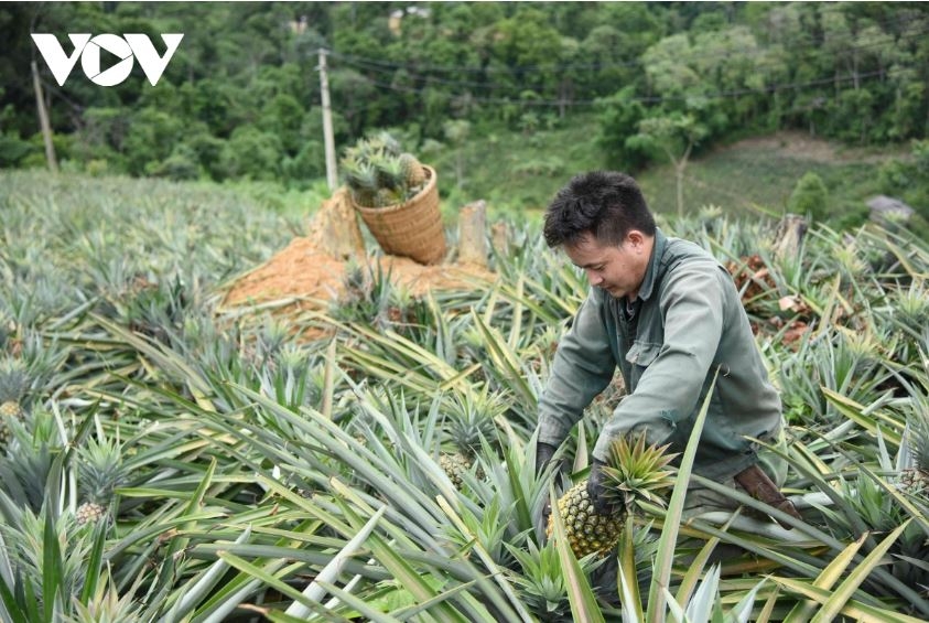 Nhiều hộ gia đình thoát nghèo từ trồng dứa