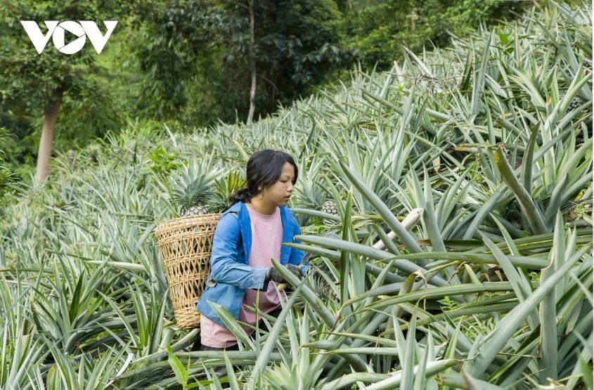 Nhiều hộ gia đình đã chuyển đổi tư duy sang phát triển nông nghiệp hàng hoá, thay vì tự cung, tự cấp trước đây