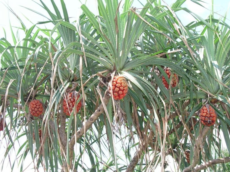 Trong Đông y, dứa dại được xem là dược liệu có tác dụng lợi tiểu, thanh nhiệt, hỗ trợ cải thiện các bệnh lý về thận, trong đó có sỏi thận