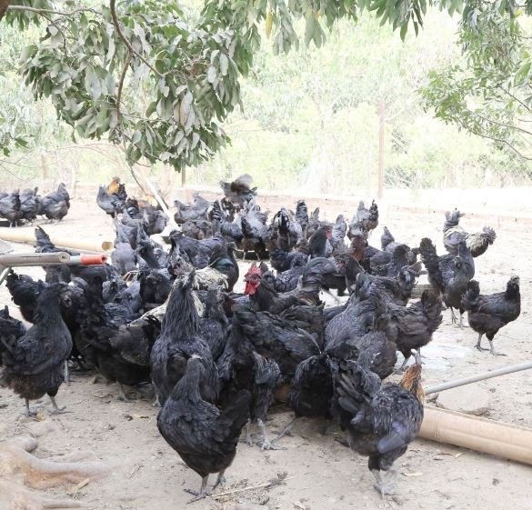 Nuôi gà đen theo mô hình trang trại giúp Hoàng Thị Linh ở Điện Biên Phủ có thu nhập ổn định