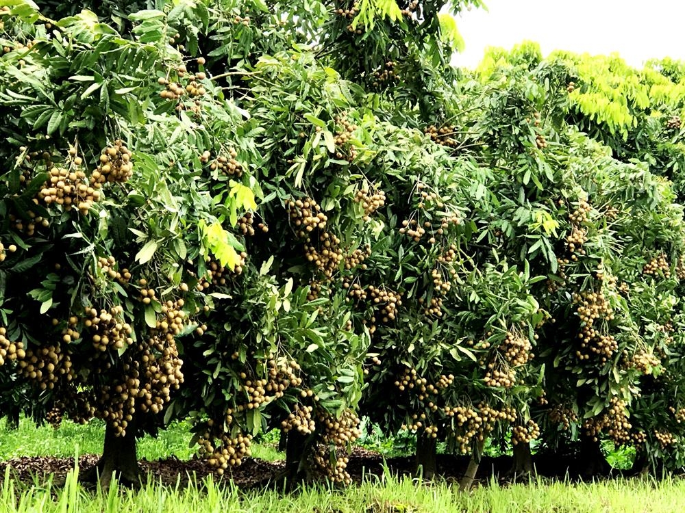 Nông sản Hưng Yên cũng nổi tiếng với cây nhãn lồng