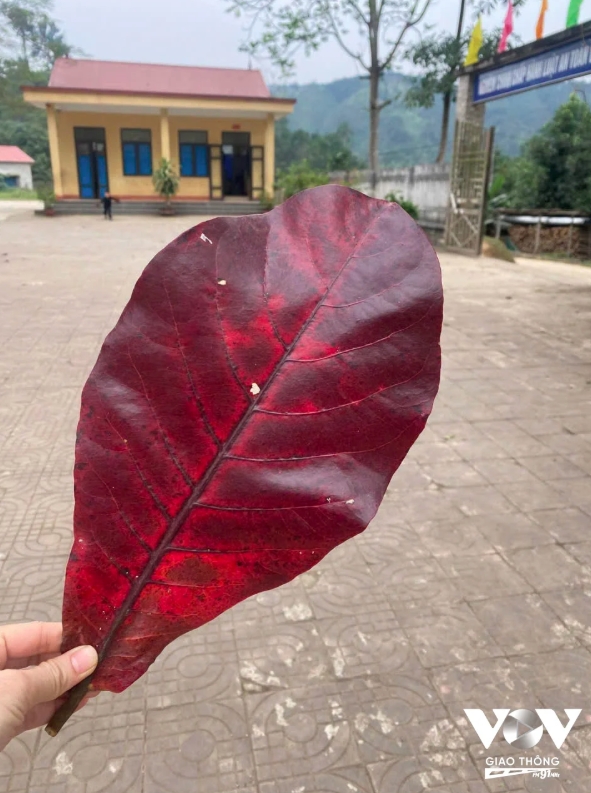 Chị Nguyễn Huyền ngỡ ngàng trước màu thời gian chuyển mình trong chiếc lá bàng ở một nơi xa Hà Nội, và thấy nhớ Hà Nội nhiều hơn...