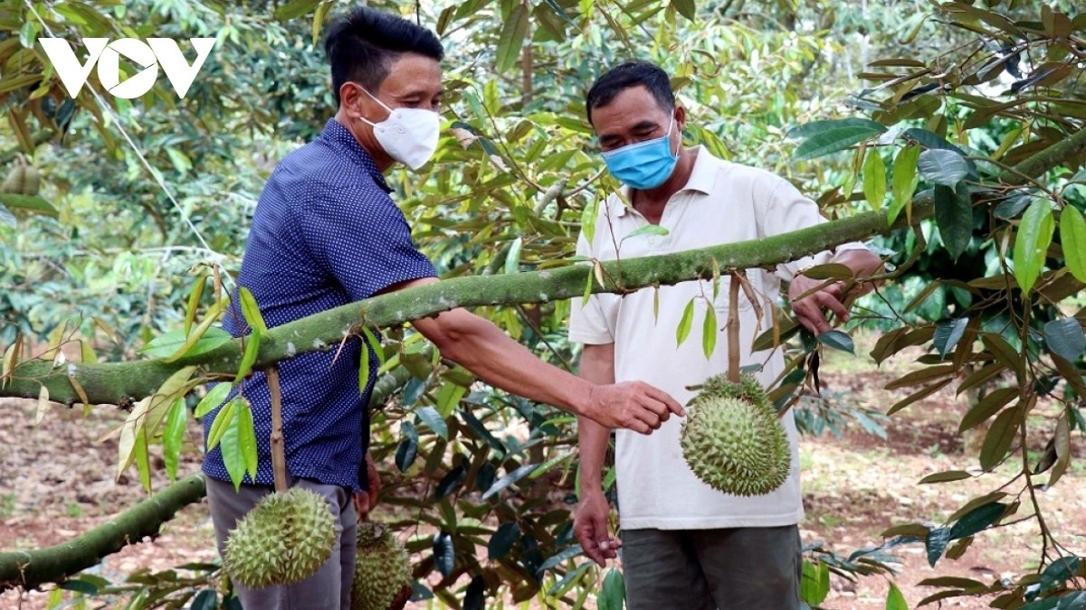 Để khắc phục bất cập mã số vùng trồng sầu riêng, cần xử lý nghiêm mua bán trái phép, đề xuất sửa Luật Trồng trọt, áp dụng AI truy xuất nguồn gốc để chặn gian lận mã vùng trồng.