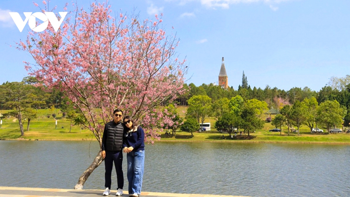 Đầu năm thường là dịp hoa mai anh đào bung nở tại Đà Lạt. Ảnh: Quang Sáng