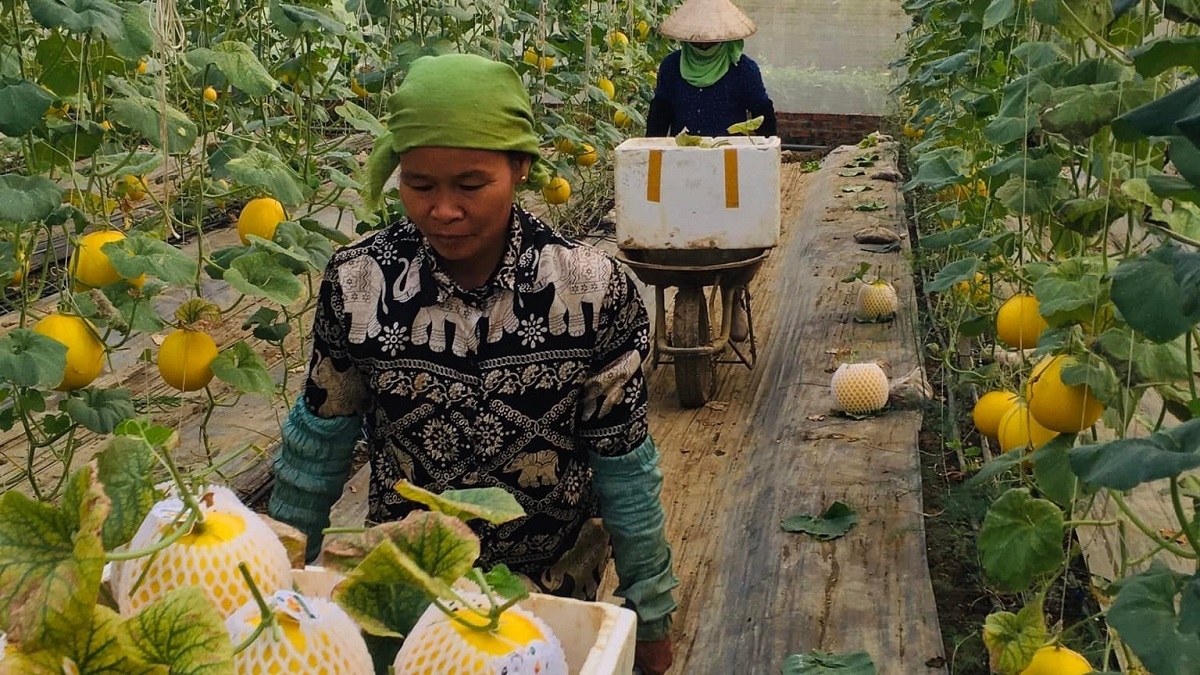 HTX Dịch vụ Nông nghiệp Mường Tấc, tỉnh Sơn La sản xuất nông nghiệp công nghệ cao, trồng rau, quả trong nhà màng, nhà lưới theo tiêu chuẩn VietGAP hướng hữu cơ