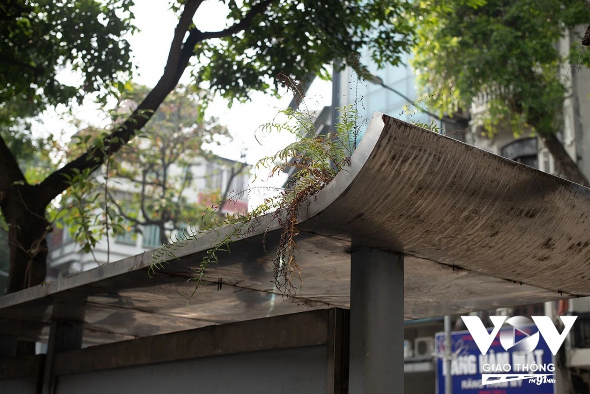 Nóc một nhà chờ xe buýt cây cỏ mọc nhưng không được dọn dẹp, bám bụi bẩn thỉu
