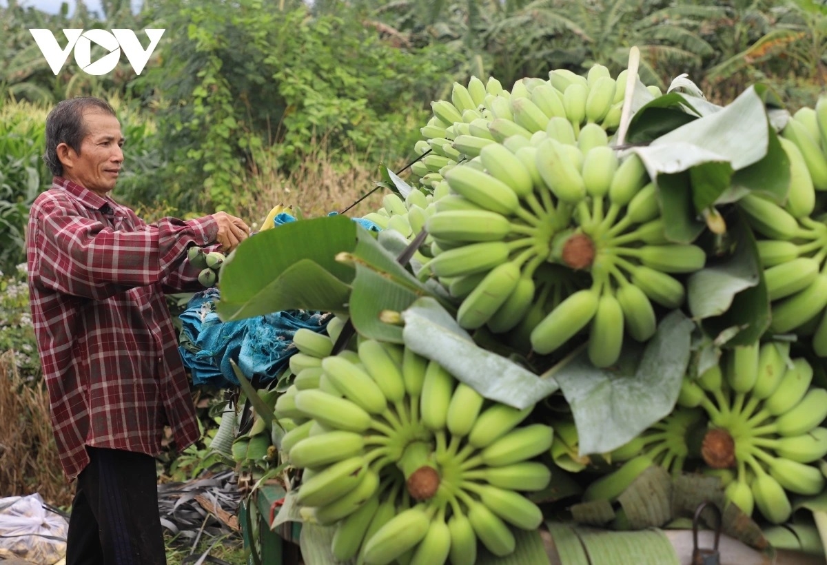 Chuối hiện là loại trái cây có diện tích lớn nhất cả nước