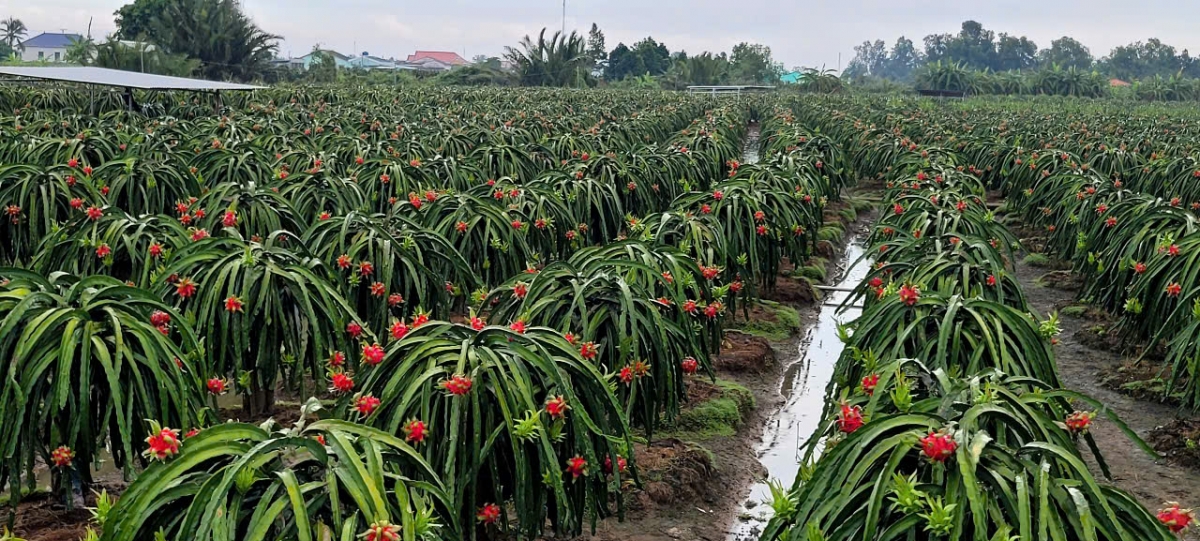 Vườn cây ăn trái ở tỉnh Đồng Tháp cho thu hoạch quanh năm do nhà nông ứng dụng mạnh mẽ các tiến bộ khoa học- kỹ thuật vào sản xuất