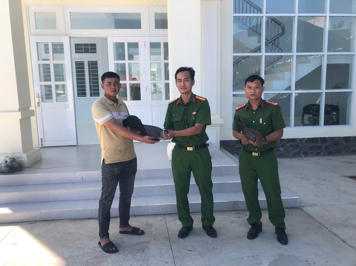 Ông Thông bàn giao 2 con gà lôi quý hiếm cho công an. Ảnh: B.H