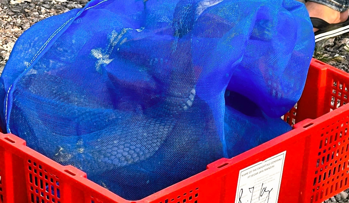 Rắn hổ mang được cất giấu trong các kiện hàng