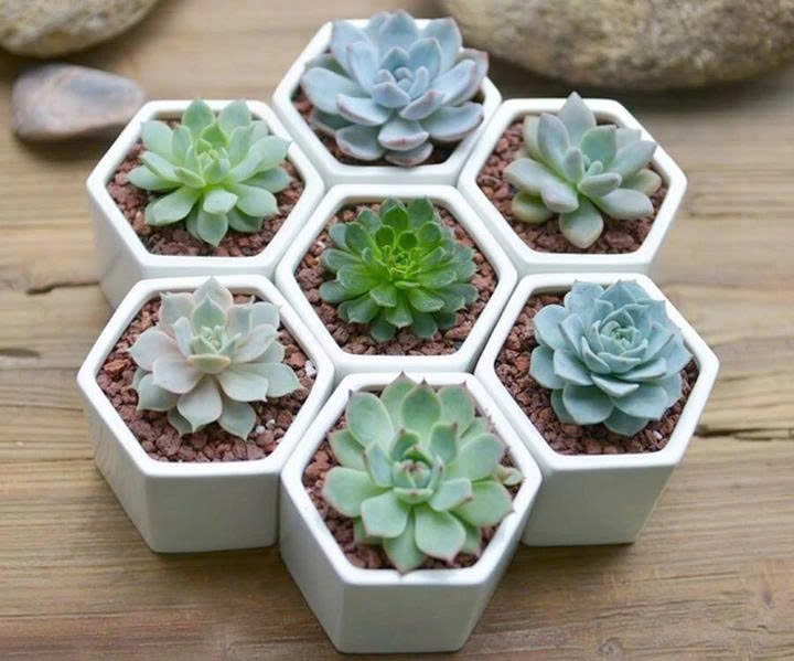 Cây sen đá là một loại cây mọng nước, có tên gọi khác là liên đài hoặc hoa đá, nổi tiếng với vẻ ngoài giống như hoa sen xếp lớp và khả năng sống tốt trong điều kiện khắc nghiệt. (Ảnh:Happynest)