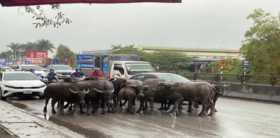 Các khu quản lý đường bộ các khu vực cho biết, không dễ để xác định chính xác các khu vực mà trâu bò, vật nuôi xâm nhập vào cao tốc