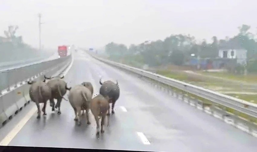 Đàn trâu đi vào cao tốc Hàm Nghi - Vũng Áng chiều 14/12
