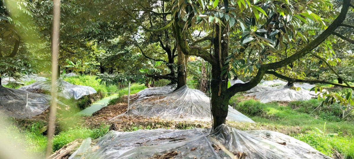 Nhà vườn tỉnh Đồng Tháp áp dụng biện pháp đậy gốc, xiết nước và phun thuốc " xử lý" cho cây sầu riêng ra trái nghịch vụ bán giá cao