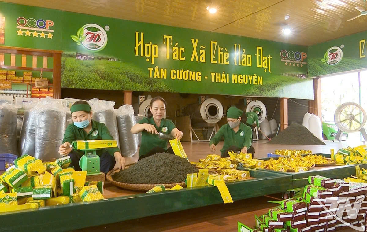 Hợp tác xã chè Hảo Đạt sản xuất và tiêu thụ khoảng 200 tấn chè thành phẩm, doanh thu đạt trên 40 tỷ đồng/năm (ảnh Báo Thái Nguyên)