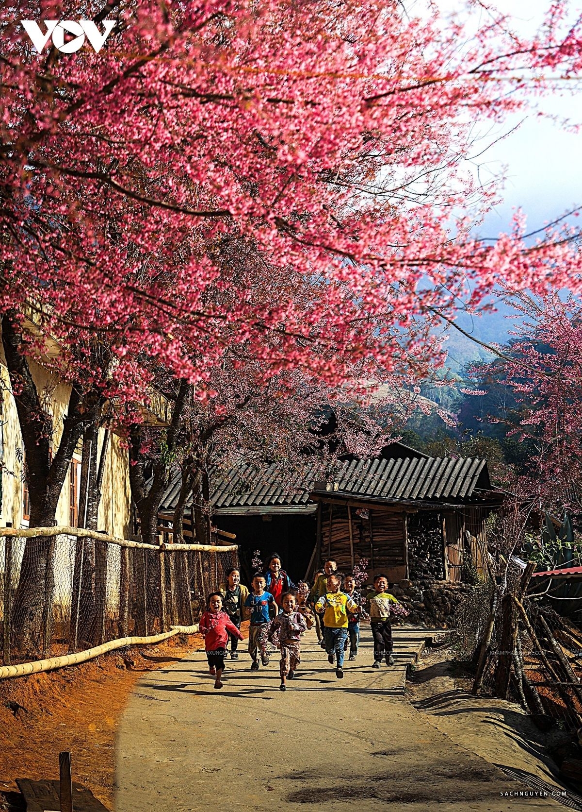 From mid to late January, cherry blossoms in Nghe An typically reach peak bloom, signaling the approach of spring in Vietnam’s mountainous border region.