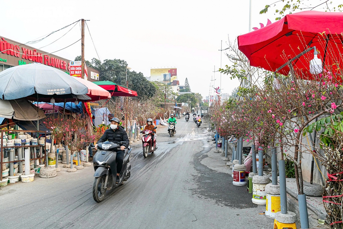 At Quang An Flower Market, Hanoi’s largest flower market, trading has become lively as vendors bring in hundreds of kumquat trees, peach branches and various wild flowers for sale.