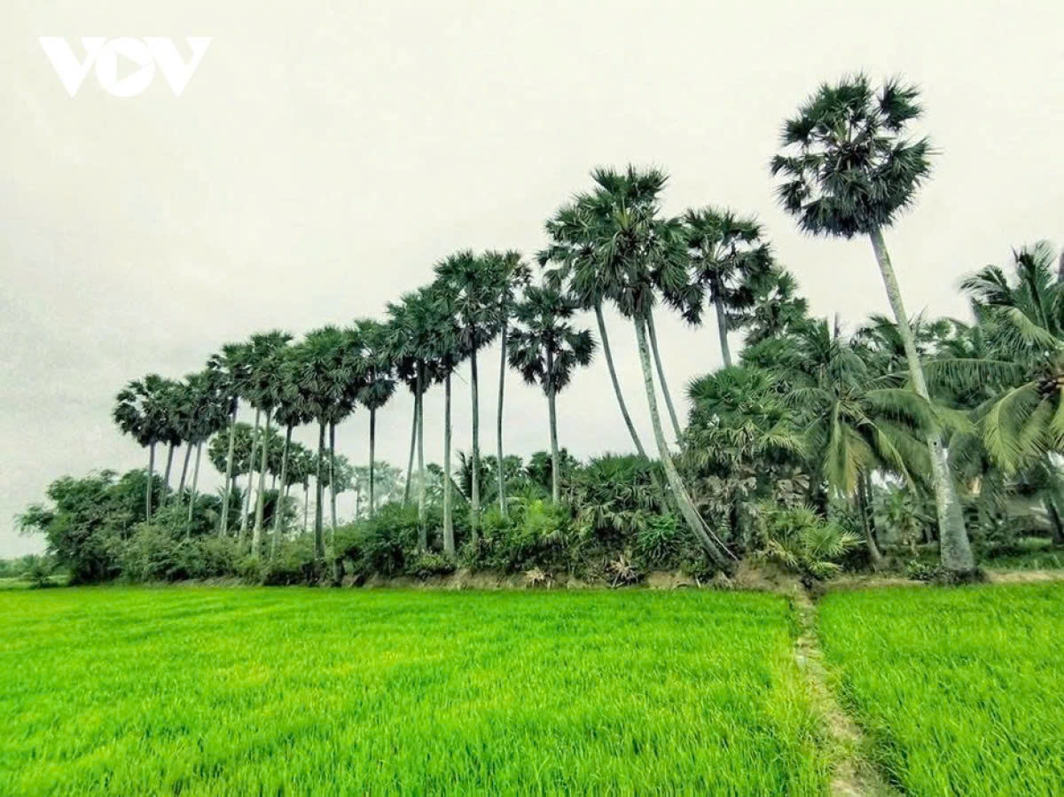 Amid the emerald rice fields of An Quang Huu village in Vinh Long province, towering toddy palms rise like silent giants, sheltering the community below. For the Khmer people there, these palms are more than a cultural symbol - they are a lifeline, providing the main source of income during the dry season.