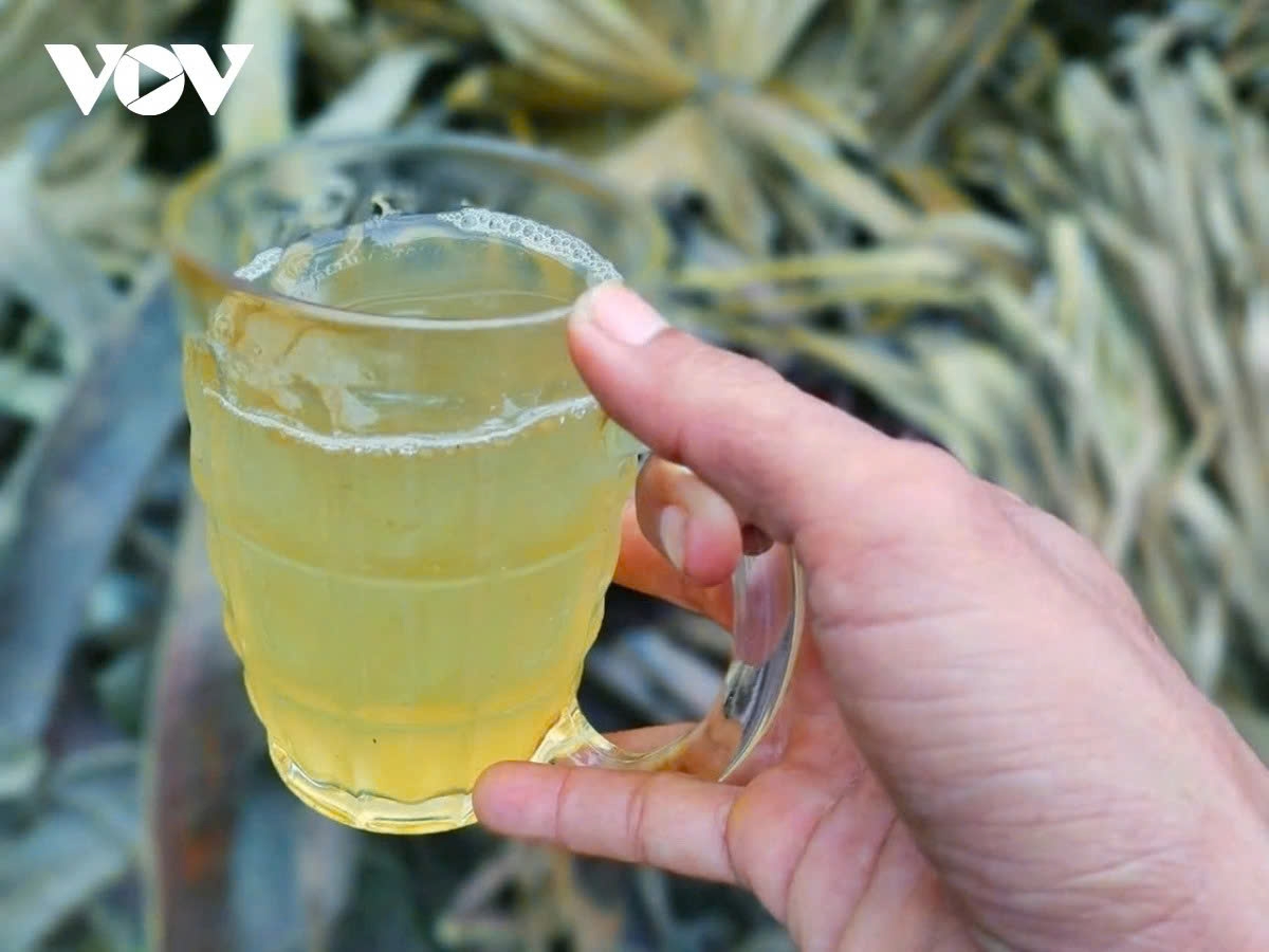 Besides the concentrated sugar, fresh toddy palm sap, with its naturally sweet and refreshing taste, is also a popular drink enjoyed straight from the garden.