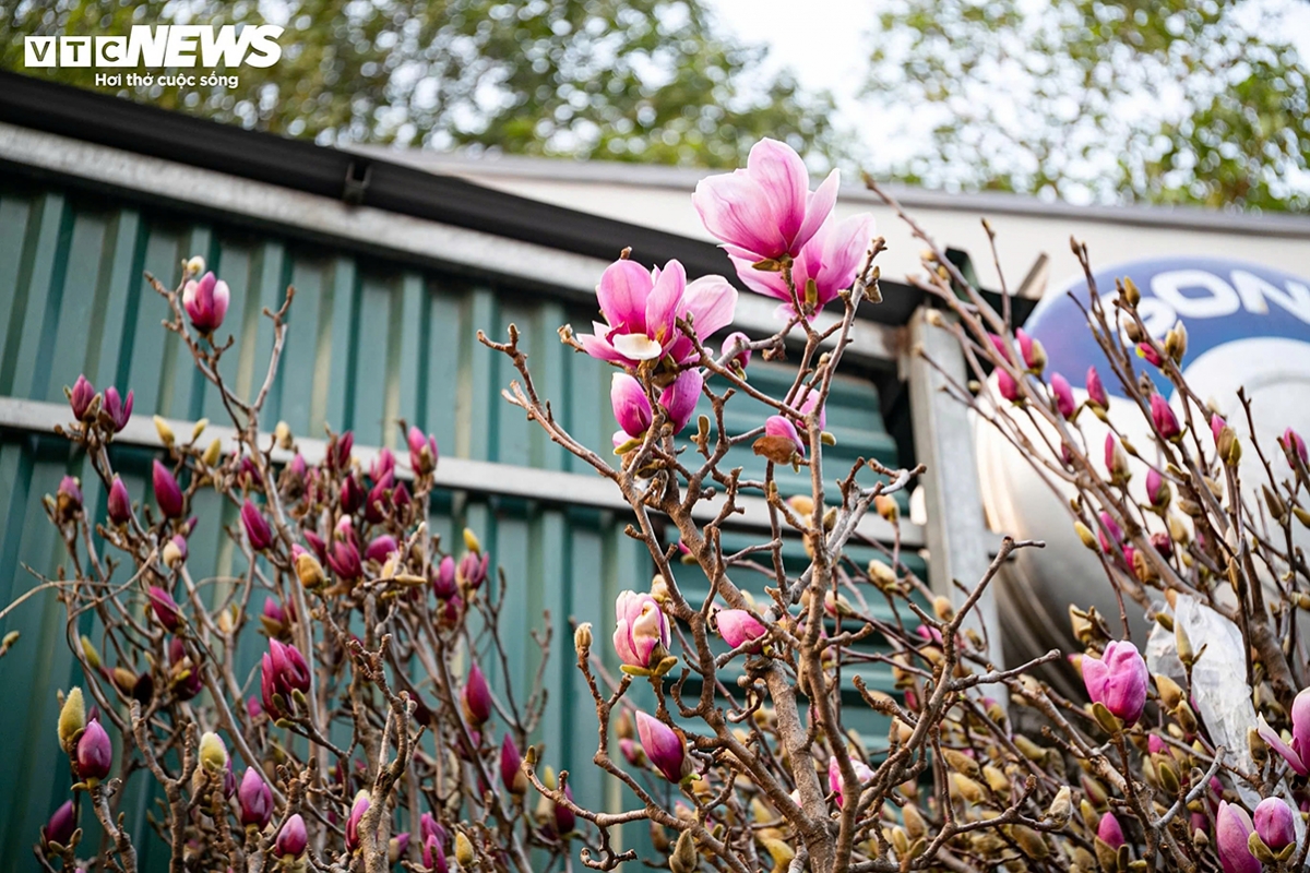 Alongside traditional flowers and ornamental plants, magnolia flowers imported from China are also on display at Tet flower markets this year.