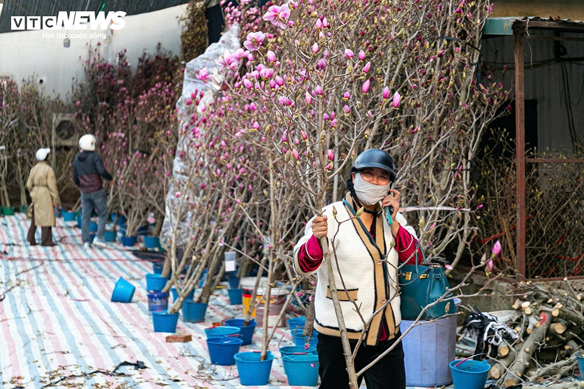 “It’s easy to care for, the blooms are large with thick petals, and it hasn’t wilted yet, so I decide to buy another branch to display until closer to Tet,” says a buyer of a magnolia branch priced at nearly VND2 million (about US$80).