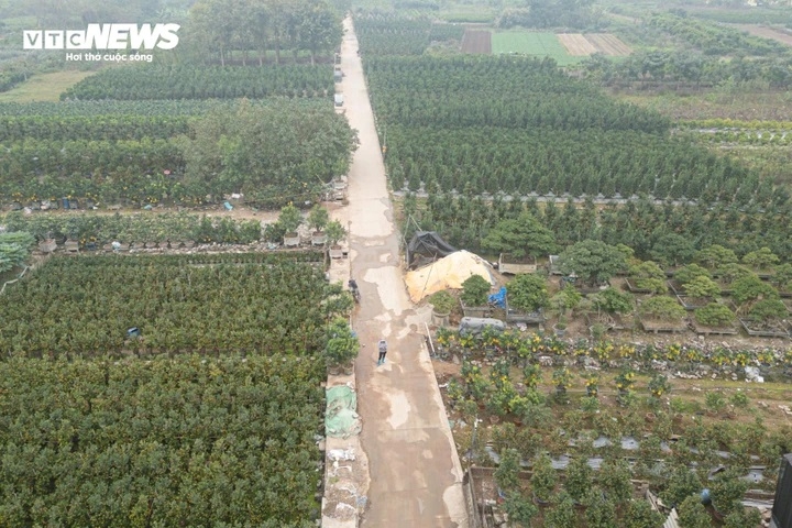 Khoảng 1 tháng trước Tết Nguyên đán Bính Ngọ, thủ phủ quất cảnh Văn Giang (Hưng Yên) đã rộn ràng vào mùa kinh doanh sôi động nhất năm. Hàng loạt sản phẩm độc lạ được tung ra thị trường, phục vụ nhu cầu ngày càng cao của người dân.