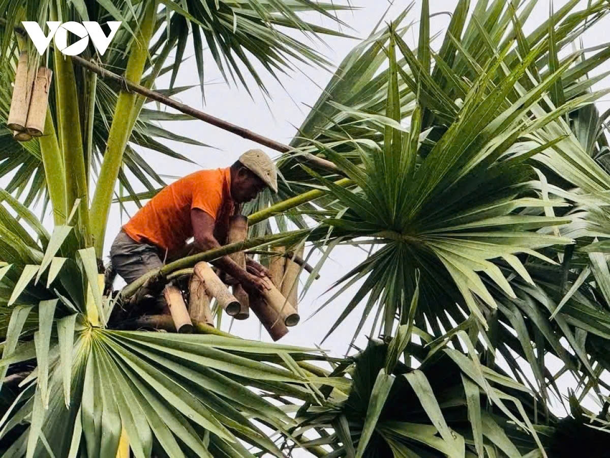At the break of dawn, while dew still clings to the palm leaves, Kim Det, a local resident who has spent more than 20 years living off the craft, begins his day.