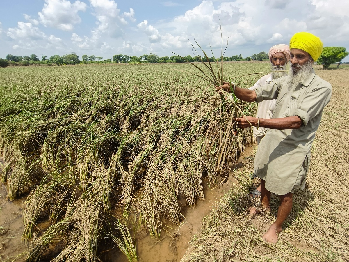 Một người nông dân tại quận Patiala, bang Punjab, Tây Bắc Ấn Độ kiểm tra ruộng lúa sau đợt mưa lũ lớn hồi tháng 9/2025 .