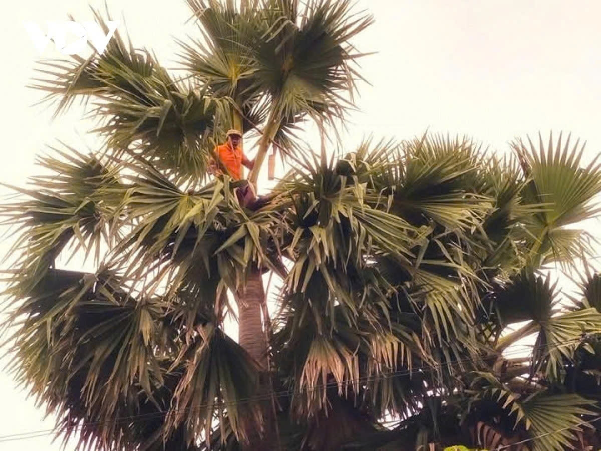 Workers ascend 15–20m tall toddy palms, balancing on narrow platforms. Life on the line is part of the job, yet the harvest must go on.