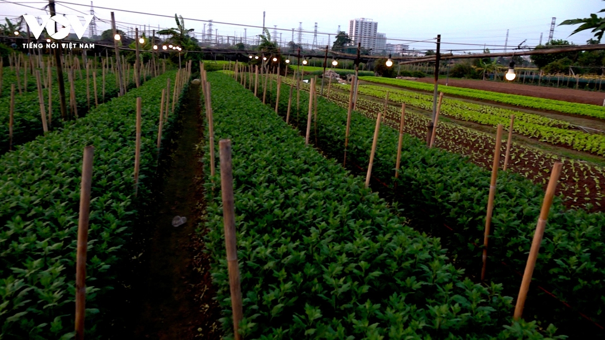 Tại làng hoa Tây Tựu, do ảnh hưởng của bão lũ trong năm 2025, nhiều diện tích hoa dự định bán Tết đã bị hỏng hoặc chậm tiến độ, buộc người dân phải chuyển sang trồng cho vụ tháng Hai âm lịch.