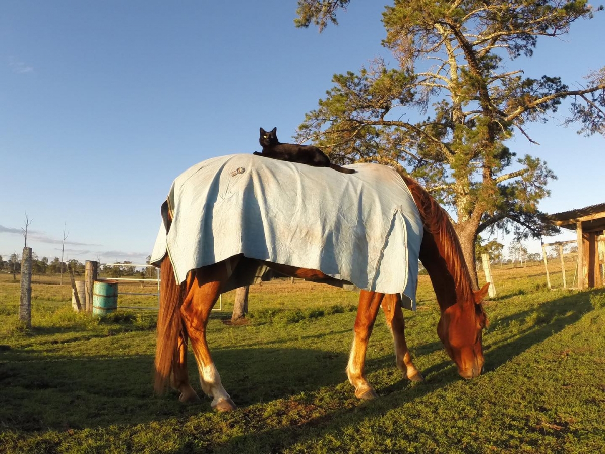 Mèo Morris và ngựa Champy. Ảnh: Tiktok