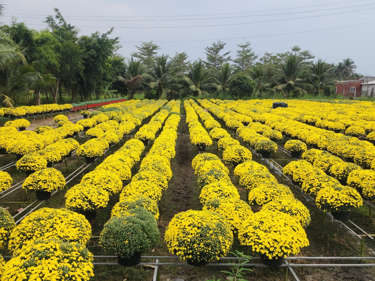 Hoa nở trước Tết cổ truyền do ảnh hưởng của thời tiết cực đoan gây khó khăn cho người trồng hoa