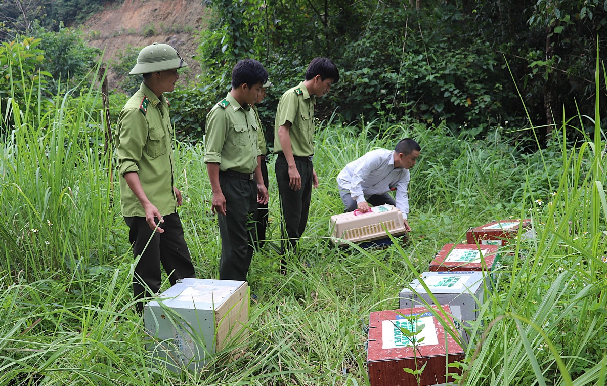 Thả một số cá thể động vật về tự nhiên sau khi được giải cứu, chăm sóc.
