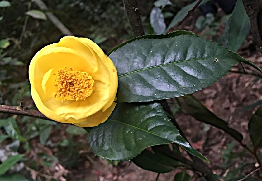 Trà hoa vàng mọc tự nhiên tại rừng. Hoa này có thể chế biến thành trà đặc sản, có giá trị kinh tế cao.