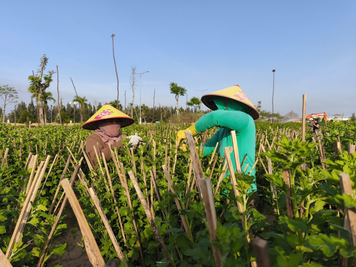 Bà con dùng cọc tre để gia cố những chậu bị gẫy đổ và giữ cây hoa được thẳng