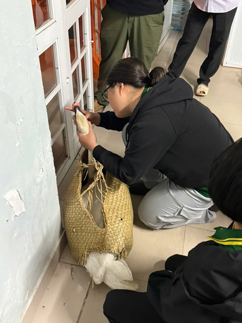 Bác sĩ thú y kiểm tra chăm sóc sức khỏe cho thiên nga trước khi đưa từ Cần Thơ trở về TP.HCM. (Ảnh: CACC)