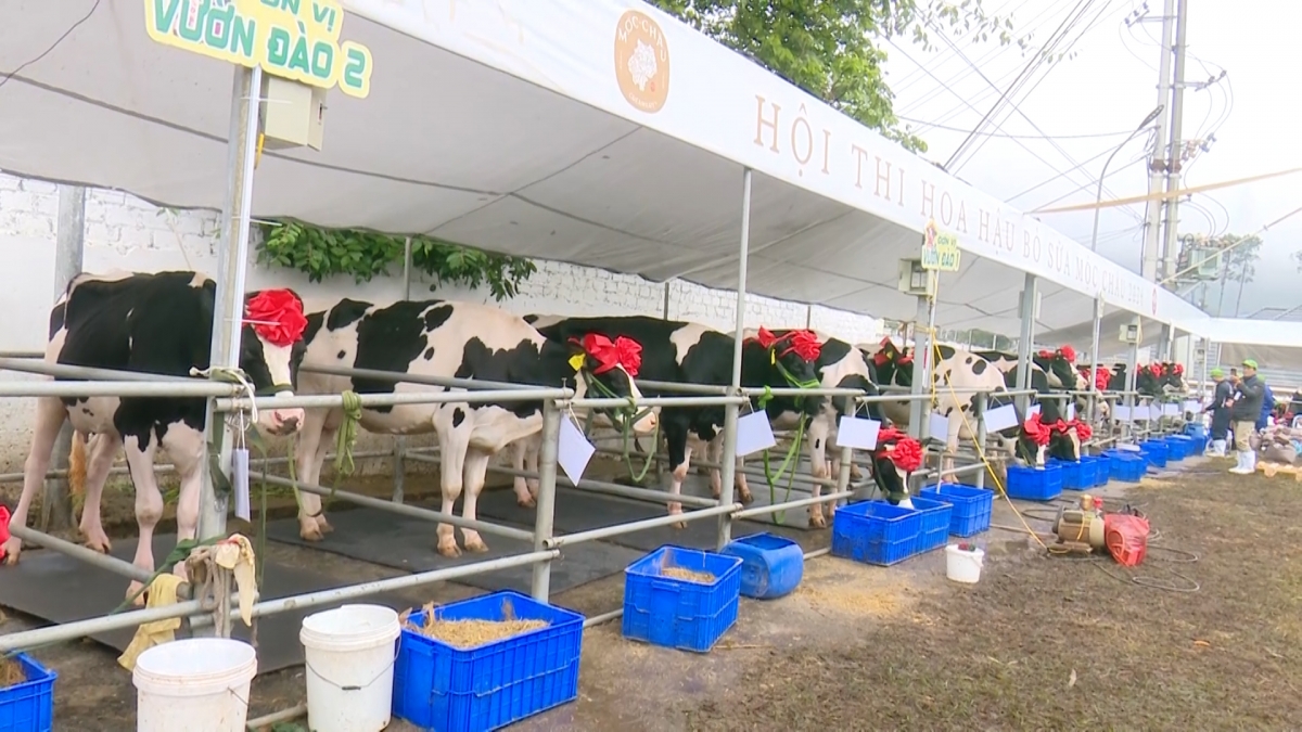 Tại Hội thi, 40 “cô bò” xuất sắc nhất, được tuyển chọn kỹ lưỡng cùng tham gia tranh giải.