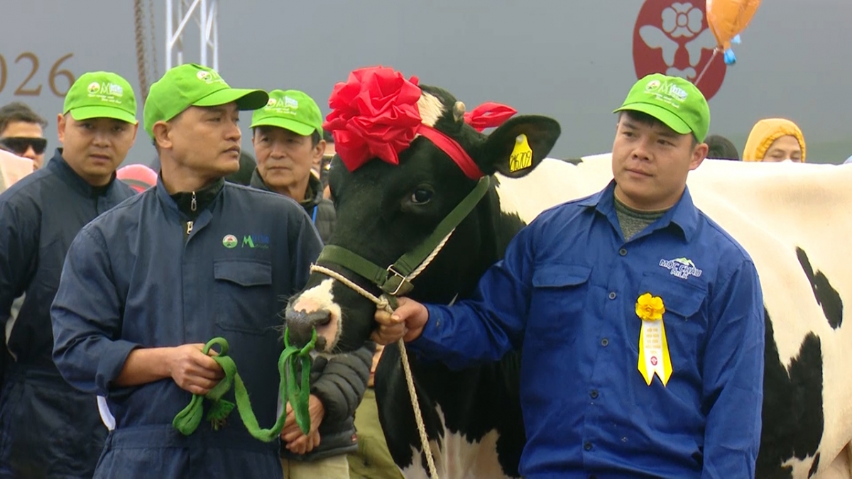 Đây là những cô bò hội tụ đầy đủ đặc điểm đặc trưng của giống bò Holstein Friesian thuần chủng, có ngoại hình đẹp, tầm vóc to lớn.