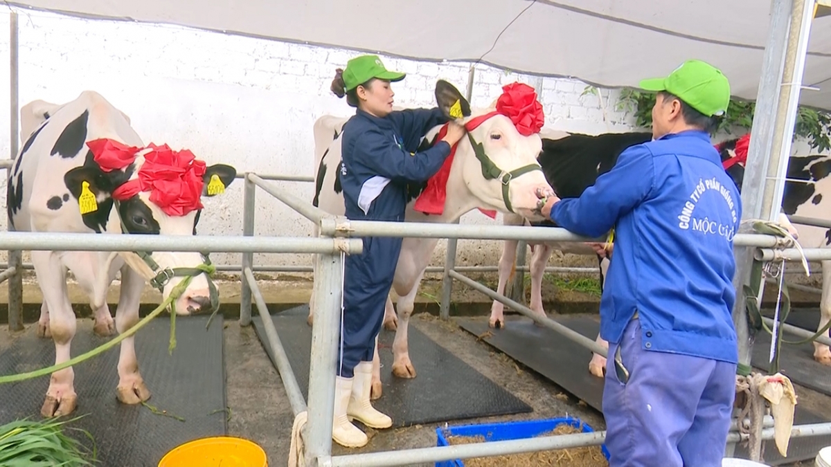 Hội thi đã góp phần khuyến khích, động viên và tạo ra phong trào thi đua mạnh mẽ giữa những người chăn nuôi bò sữa.