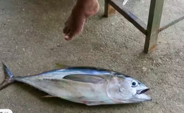 Cá ngừ vây xanh có thể được bán đấu giá với giá hàng triệu USD và được đánh giá cao trong chế biến sushi. Món ăn này chứa nhiều protein chất lượng cao, axit béo omega-3, vitamin B12, selen và sắt, hỗ trợ sức khỏe tim mạch, não bộ và hệ miễn dịch...  Lớp mỡ vân cẩm thạch tạo nên kết cấu mềm mịn như bơ, khiến nó trở thành một trong những loại cá đắt nhất thế giới.