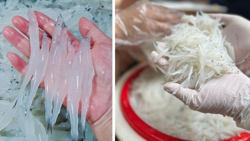 Cá thủy tinh được đánh giá cao về giá trị dinh dưỡng