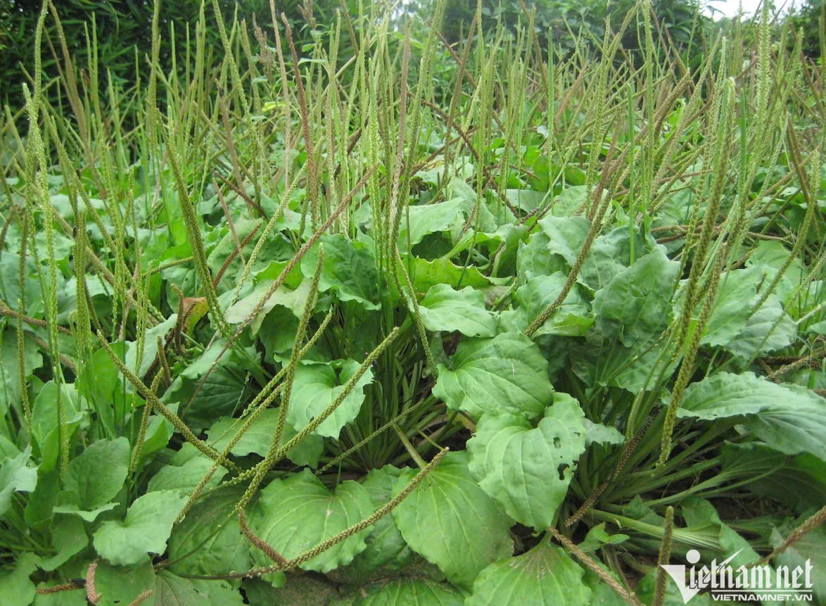 Cây mã đề mọc dại khắp nơi. Ảnh: N. Huyền