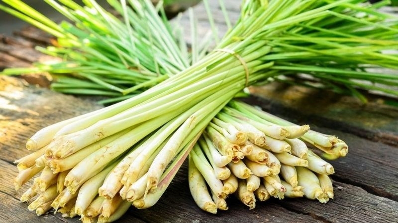 Với những lợi ích đa dạng, cây sả không chỉ là gia vị quen thuộc mà còn là “vị thuốc xanh” hữu ích trong việc chăm sóc sức khỏe và nâng cao chất lượng cuộc sống