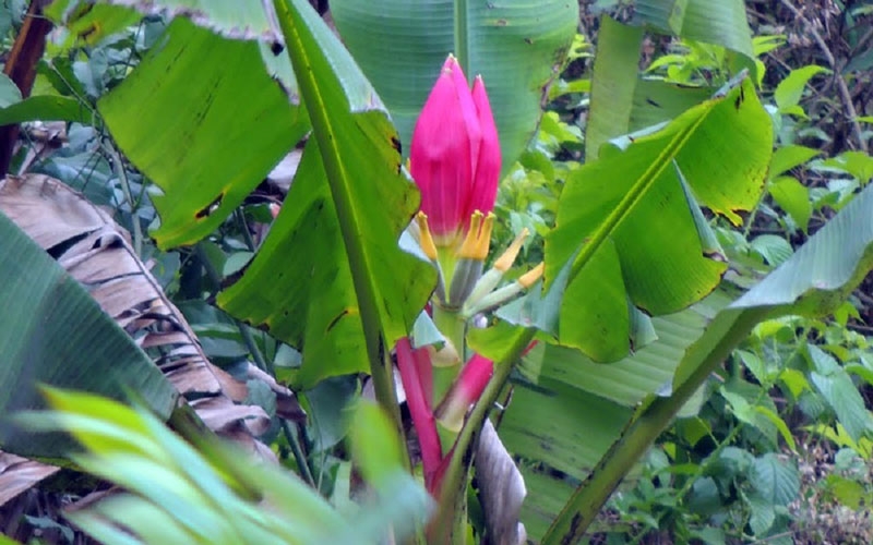 Chuối hột rừng từ lâu được xem là dược liệu dân gian có nhiều lợi ích cho sức khỏe